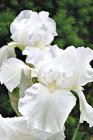 Iris germanica ‘Immortality’ | Baardiris 80 P9