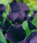 Iris germanica  ‘Black Knight’ | Baardiris 80 P9