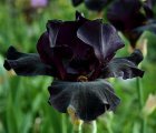 Iris chrysographes ‘Black Form’ Iris chrysographes ‘Black Form’ | Iris 70 P9