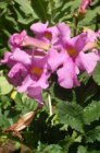 Incarvillea delavayi | Tuingloxinia 60 P9