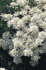 Iberis sempervirens ‘Schneeflocke’ | Scheefkelk 20 P9