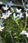 Houstonia caerulea ‘Millard’s Variety’ | Alpengemskers 10 P9