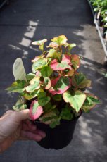 Houttuynia cordata ‘Chameleon’ | Moerasanemoon 30 P9