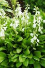 Hosta sieboldii ‘Snowflakes’ | Hartlelie 60 P9