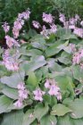 Hosta ventricosa | Hartlelie 80 P9