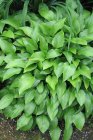 Hosta lancifolia | Hartlelie 60 P9