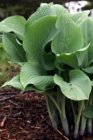 Hosta ‘Krossa Regal’ | Hartlelie 80 P9