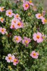 Helianthemum hybr. ‘Lawrenson’s Pink’ | Zonneroosje 20 P9