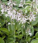 Hosta ‘Fortunei Obscura’ | Hartlelie 70 P9