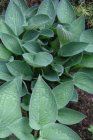 Hosta ‘Fortunei Hyacinthina’ | Hartlelie 70 P9