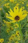 Helianthus salicifolius | Zonnebloem 200 P9