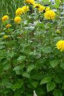 Helianthus decapetalus ‘Soleil d’or’ | Zonnebloem 120 P9