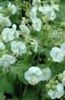 Geranium macrorrhizum ‘White Ness’ | Ooievaarsbek 25 P9