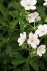 Geranium maculatum ‘Album’ | Ooievaarsbek 40 P9