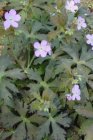 Geranium maculatum ‘Espresso’ | Ooievaarsbek 50 P9