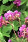Geranium macrorrhizum ‘Bevan’s Variety’ | Ooievaarsbek PROMO 12 stuks