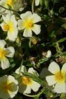 Helianthemum hybr. ‘Elfenbeinglanz’ | Zonneroosje 15 P9