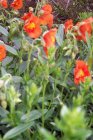 Helianthemum hybr. ‘Bronzeteppich’ | Zonneroosje 20 P9