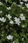 Geranium sanguineum ‘Album’ | Bloedooievaarsbek 30 P9