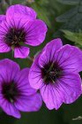 Geranium psilostemon ‘Bressingham Flair’ | Ooievaarsbek 70 P9