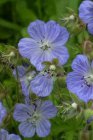 Geranium pratense ‘Mrs Kendall Clark’ | Ooievaarsbek 80 P9