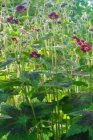 Geranium phaeum ‘Samobor’ Geranium phaeum ‘Samobor’ | Donkere ooievaarsbek 60 P9