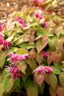 Epimedium grandiflorum ‘Red Beauty’ | Elfenbloem 30 P9