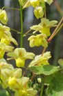 Epimedium perralchicum ‘Frohnleiten’ | Elfenbloem 35 P9