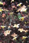 Epimedium pinnatum ‘Black Sea’ | Elfenbloem 35 P9