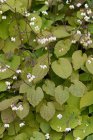 Epimedium pubigerum | Elfenbloem 25 P9