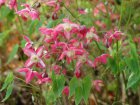 Epimedium rubrum | Elfenbloem 25 P9