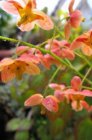 Epimedium warleyense | Elfenbloem 25 P9