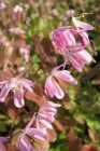 Epimedium youngianum ‘Roseum’ | Elfenbloem 25 P9