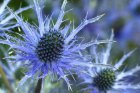 Eryngium alpinum ‘Blue Star’ | Kruisdistel 80 P9