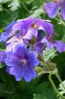 Geranium hybr. ‘Blue Blood’ | Ooievaarsbek 40 P9