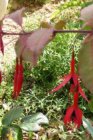 Fuchsia magellanica ‘Tricolor’ | Bellenplant 75 P9