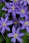 Clematis ‘HF Young’| Bosrank 50-60 C2