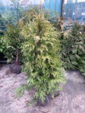 Thuja plicata ‘Zebrina’ 150/175 Mot Thuja plicata ‘Zebrina’ | Thuya géant ‘Zebrina’  125-150  Mot