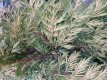 Thuja plicata ‘Zebrina’ 150/175 Mot Thuja plicata ‘Zebrina’ | Thuya géant ‘Zebrina’  125-150  Mot