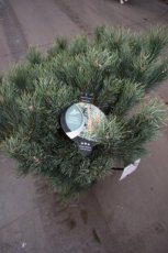 Pinus sylvestris ‘Watereri’ 25/30 C13 Pinus sylvestris ‘Watereri’ | Pijnboom 25-30 C13