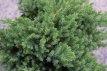 Juniperus procumbens ‘Nana’ - stam 80+ Juniperus procumbens ‘Nana’(Green Mound) | Jeneverbes-stam 80 C25