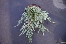 Juniperus horizontalis Icee blue ®(=‘Monber’) | Kruipende Jeneverbes 5-10 C