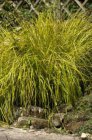 Carex elata ‘Aurea’(=Bowles Golden) | Stijve zegge 65 P9 (WINTERGROEN)