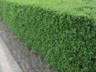 Ligustrum vulgare  ‘Atrovirens’-Liguster-Haagliguster  60-80  C