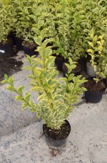 Ligustrum ovalifolium  ‘Aureum’ - Liguster-Haagliguster 60-80 C