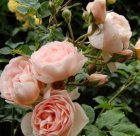 ROSA 'DESDEMONA' C3 ROSA 'DESDEMONA' C3