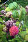 Rubus idaeus 'Ottawa' 30/40 C Rubus idaeus 'Ottawa' | Rode herfstframboos 30/40 C