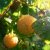 Rubus idaeus 'Fallgold' 30/40 C Rubus idaeus 'Fallgold' | Gele herfstframboos 30/40 C