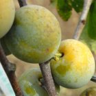 Prunus domestica 'Reine Claude d'Oullins'  | Pruim C7