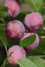 Prunus domestica 'Opal'  | Pruim C7